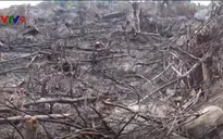 Bình Định: Phát hiện hàng chục ha rừng phòng hộ bị "cạo trọc"