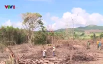 Lợi dụng khai thác rừng Flitch để chặt phá rừng tự nhiên ở Phú Yên
