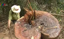 Kon Tum: Rừng phòng hộ bị tàn phá, chính quyền không hay biết