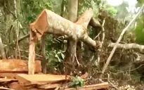 Vụ chặt cây rừng phòng hộ Quảng Trị không có dấu hiệu móc nối
