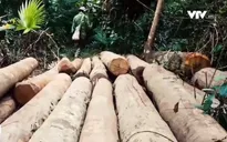 Vì sao Hạt kiểm lâm Quỳ Hợp chậm xử lý tình trạng rừng tự nhiên bị tàn phá?