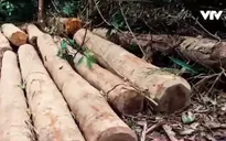 Nghệ An: Lâm tặc ngang nhiên phá rừng tự nhiên