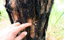 Lâm Đồng: Truy tìm thủ phạm hủy hoại rừng thông
