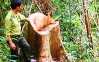 Khó khăn trong quản lý, bảo vệ rừng