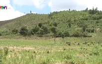 Tây Nguyên: Gần 283.000 ha đất rừng đang bị tranh chấp