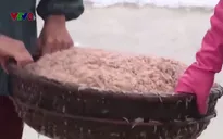 Ngư dân Quảng Trị trúng mùa ruốc nhờ công suất tàu lớn