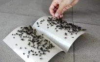 Ruồi đen dày đặc, làm đảo lộn cuộc sống người dân Cần Thơ