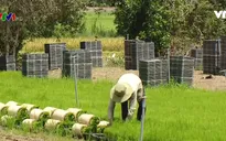 Khó khăn gói tín dụng giảm tổn thất sau thu hoạch