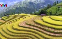 Vẻ đẹp hoang sơ, hùng vĩ của ruộng bậc thang Hoàng Su Phì