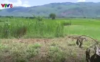 Nghịch lý có công trình thủy lợi, ruộng vẫn bỏ hoang