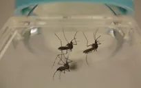 Việt Nam đang đối phó với nhiều dịch bệnh truyền nhiễm nguy hiểm
