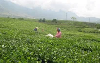 Lai Châu: Hiệu quả liên kết doanh nghiệp và nông dân trồng chè