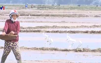 Hơn 2.000 ha lúa mới sạ tại Bình Định có nguy cơ mất trắng