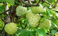 Quả na bóng đẹp nhờ thuốc kích thích?