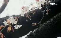 Mùa hoa anh đào Nhật Bản chính thức bắt đầu tại Tokyo