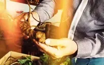 Bao nhiêu % sâm Ngọc Linh trên thị trường là hàng thật?