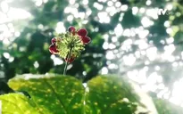 "Thần dược" trên đỉnh Ngọc Linh
