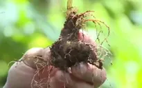 Quy trình chăm sóc đặc biệt sâm Ngọc Linh