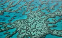 Rạn san hô Great Barrier Reef được định giá 56 tỷ USD