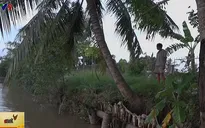 Vĩnh Long: Đê bao sạt lở đe dọa hàng chục hộ dân