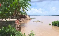 ĐBSCL liên tiếp xảy ra sạt lở do lũ về