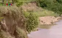 Ninh Thuận chậm đầu tư xây dựng kè chống sạt lở dọc các bờ sông