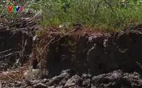 Gần 40km bờ biển ở Kiên Giang sạt lở nghiêm trọng