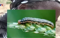 Báo động nạn sâu bướm gây hại mùa màng ở châu Phi