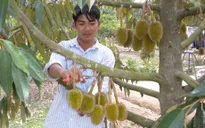 Sầu riêng Khánh Sơn bị giả mạo