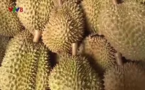 Nông dân Đắk Lắk "trúng đậm" mùa sầu riêng