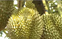 Bến Tre: Giá sầu riêng chính vụ tăng cao, khan hàng