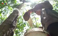 Doanh nhân và Hội nhập: Hiệu quả từ đầu tư nông nghiệp ở Lào