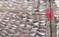 Tràn lan cá khô không an toàn
