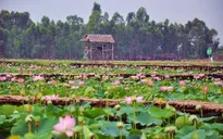 Khám phá đất sen hồng Tháp Mười