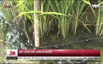 Bẫy chuột bẫy luôn... cả người.