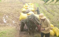 Đi chở lúa, sét đánh chết cả người lẫn trâu