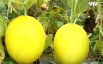 Sử dụng chế phẩm sinh học trong nông nghiệp cho thu nhập cao