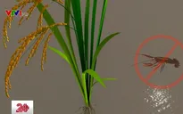Doanh nghiệp tại Đồng Tháp ngang nhiên thuê đất nuôi sinh vật cấm