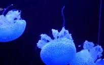 Bộ sưu tập sứa độc đáo tại Nhật Bản