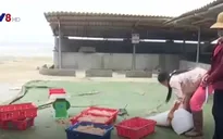 Nghệ An được mùa khai thác và chế biến sứa