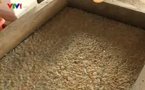 Hàng trăm tấn sứa tồn kho ở Hà Tĩnh vẫn chưa được tiêu hủy