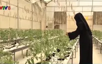 Tầm nhìn nông nghiệp bền vững trên sa mạc