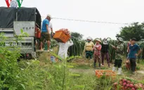 Giá thanh long đầu vụ chong đèn ổn định, người trồng phấn khởi