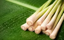 "1001" công dụng của cây sả mà bạn chưa biết hết
