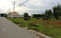 TP.HCM: Diện tích đất sau khi tách thửa tối thiểu 36m2