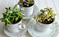 Sáng tạo công năng mới cho những vật dụng hàng ngày