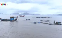 Tái thiết vùng nuôi thủy sản sau bão