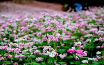 Vẻ đẹp ấn tượng của hoa tam giác mạch trên phố núi Đà Lạt
