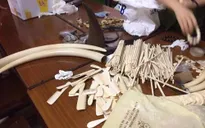Bắt đối tượng cầm đầu đường dây buôn bán trái phép động vật hoang dã