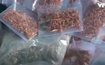 Triệt phá tụ điểm mua bán lượng lớn "cỏ Mỹ"
